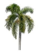 groen palm boom geïsoleerd Aan wit achtergrond met knipsel pad en alpha kanaal. foto