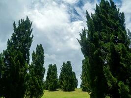 schaduwrijk centraal parken en bomen voorzien schaduw en zijn ideaal voor oefenen en ontspannende gedurende de vakantie. foto