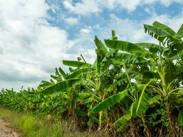 een groep van banaan bomen Aan een blauw lucht achtergrond. foto