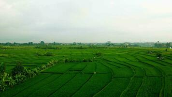 groen rijst- veld- landschap visie foto