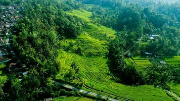 groen landschap van rijst- veld- en Woud foto