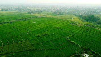groen rijstveld landschap top visie foto