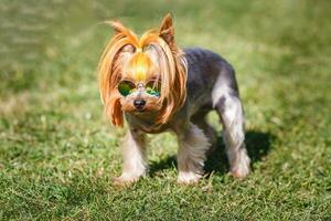 lief puppy van yorkshire terriër klein hond Aan groen wazig achtergrond foto