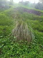 een reis naar onderzoeken de magisch natuur temidden van de pittoreske landschappen Aan de hellingen foto