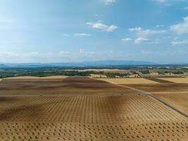 lavendel veld- - valensole, Frankrijk foto