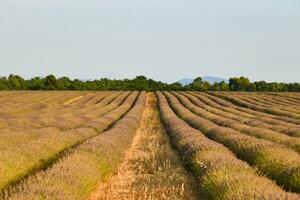 lavendel veld- - donkerbruin, Frankrijk foto