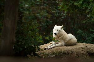 portret van arctisch wolf in dierentuin foto