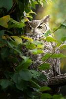 Super goed gehoornd uil Aan boom foto