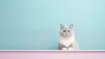 kat zittend Aan de rand van een pastel muur. ai gegenereerd foto