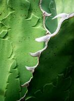 sappige plant close-up, verse bladeren detail van agave titanota adel foto