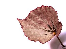 sprankelend zilver flikkering Aan de oppervlakte van begonia blad foto