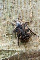 harig chafer scarabee kruipen Aan de romp van de boom foto