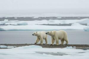 polair bears sneeuw arctisch wandelen. genereren ai foto