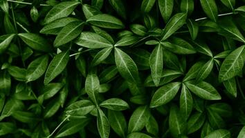 natuurlijk achtergrond van groen bladeren. selectief focus. foto