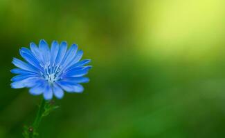 mooi blauw bloem Aan een groen achtergrond. natuurlijk behang. detailopname. kopiëren tempo. selectief focus. foto