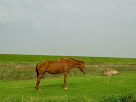 eiland spiekeroog in duitsland foto