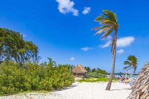 tropisch natuurlijk strand 88 palmboom playa del carmen mexico. foto