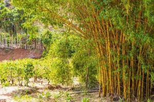 groen geel bamboe bomen tropisch bos san jose costa rica. foto