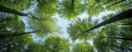 op zoek omhoog Bij de groen tops van bomen, generatief ai foto