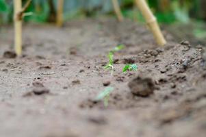 selectieve focus op het jonge boompje groeit uit het zaad foto