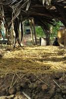 kwekerij plantage met kokosblad voor het dak klaargemaakt voor de teelt