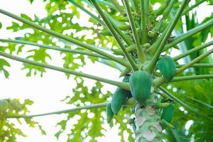 hoge hoekmening van jonge groene papaja op de boom foto