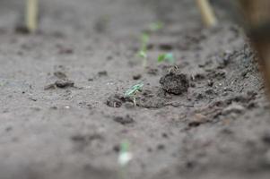 selectieve focus op het jonge boompje groeit uit het zaad foto