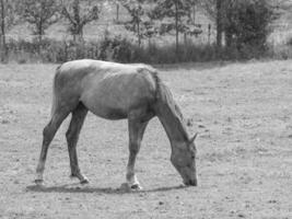 paarden Aan een medow in Westfalen foto