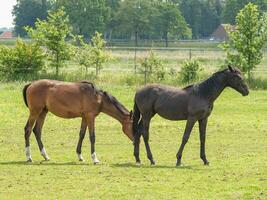 paarden Aan een Duitse weide foto