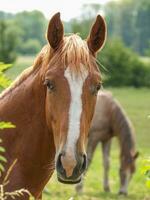 paarden in Duitsland foto