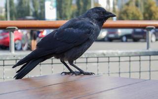 close-up van een zwarte vogel, een kraai die op een houten tafel staat foto