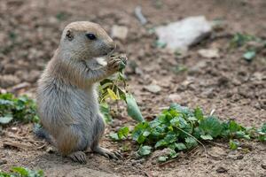 prairie hond in de weide, cynomys ludovicianus foto