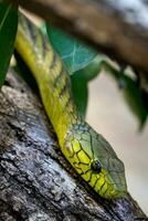 de groen mamba, dendroaspis viridis, een giftig slang foto