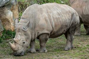 zuidelijk wit neushoorn ceratotherium simum minimaal. kritisch foto