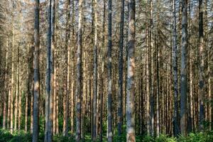 dood sparren in aansluiting op schors kever besmetting. de gevolg foto