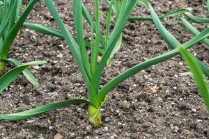 jong prei planten groeit in een groente tuin foto