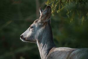 ree hert in Woud, capreolus capreolus. wild ree hert in natuur. foto