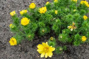 Adonis vernalis of voorjaar fazanten oog groen fabriek met geel bloemen. geneeskrachtig planten foto