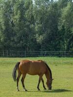 paarden in Westfalen foto