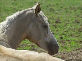 paarden Aan een veld- in Westfalen foto