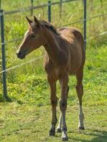 paarden in Westfalen foto