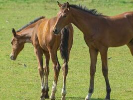 paarden in Westfalen foto