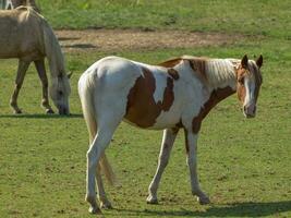 paarden in Westfalen foto