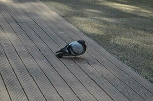 binnenlandse duivenwetenschap. naam columba livia domestica vogel dier foto