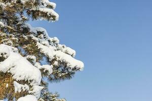 mooi winter landschap achtergrond, thema voor Kerstmis en screensaver foto