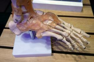 menselijk skelet voet enkel bot gewricht anatomie model. foto