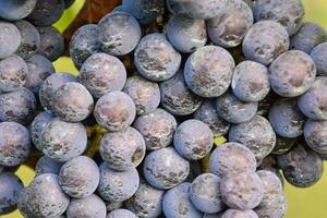 een bundel van druiven Aan een Liaan foto