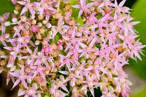 een dichtbij omhoog van een bundel van roze bloemen foto