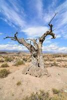 een dood boom in de woestijn met een blauw lucht foto