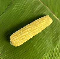 geel groente zaad, zoet geheel maïs voor Koken ingrediënten geïsoleerd Aan groen banaan bladeren achtergrond. rauw voedsel fotografie. jagung kuning manis, daun pisang achtergrond. foto